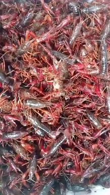 湖北洪湖市精品小龙虾，大中小规格齐全，产地直供